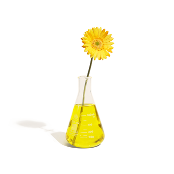 A yellow flower with its stem sitting in an Erlenmeyer flask.